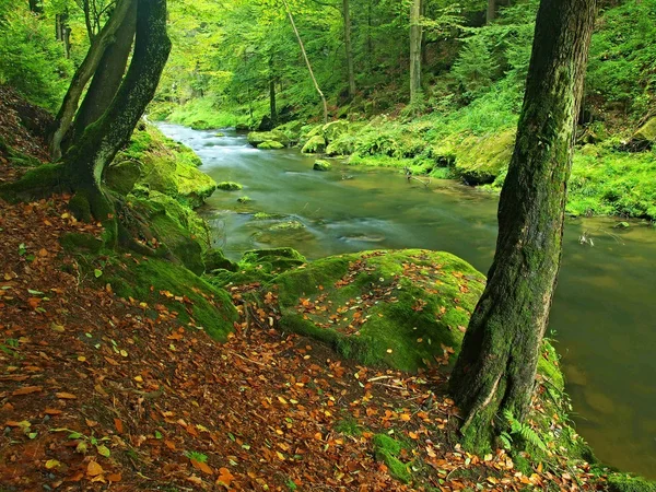 Old beeches above clear water of mountain river. Big mossy sandstone boulders lay in water. First leaves turn to yellow and orange color, the fall is beginning. — Stock Photo, Image