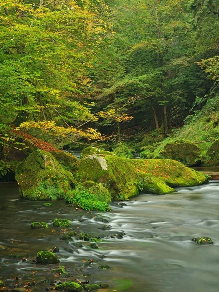 Dağ dere kumtaşı gulch ve yeşil dallar acacias, beeches ve oaks için görüntüleyin. su seviyesi yeşil yansımalar yapar. Yaz sonunda dağ Nehri. — Stok fotoğraf