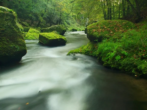 View to mountain stream in sandstone gulch and below green branches of acacias, beeches and oaks. Water level makes green reflections. The end of summer at mountain river. — Stock Photo, Image