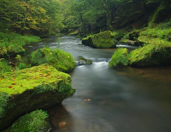 Vista al arroyo de montaña en barranco de arenisca y debajo de ramas verdes de acacias, hayas y robles. El nivel del agua hace reflejos verdes. El final del verano en el río de montaña . —  Fotos de Stock