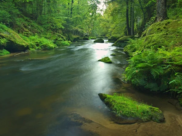 View to mountain stream in sandstone gulch and below green branches of acacias, beeches and oaks. Water level makes green reflections. The end of summer at mountain river. — Stock Photo, Image