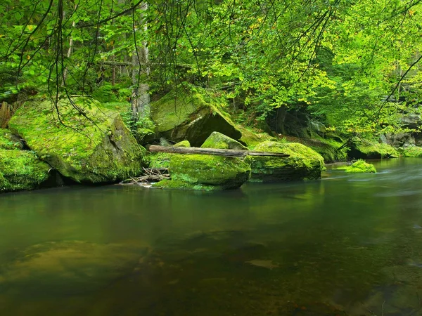 Blick auf Gebirgsbach in Sandsteinschlucht und unter grünen Ästen von Akazien, Buchen und Eichen. Der Wasserstand macht grüne Reflexe. das Ende des Sommers am Gebirgsfluss. — Stockfoto