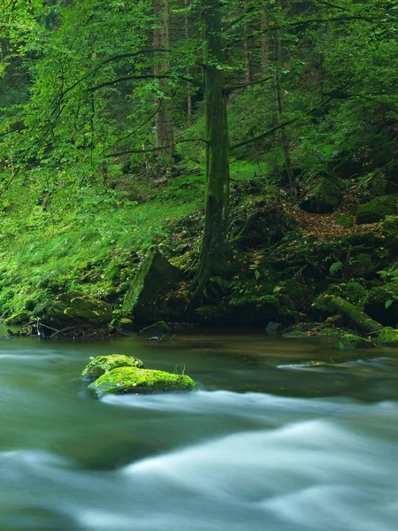 Vista sul torrente di montagna in un golfo di arenaria e sotto rami verdi di acacie, faggi e querce. Il livello dell'acqua fa riflessi verdi. La fine dell'estate al fiume di montagna . — Foto Stock