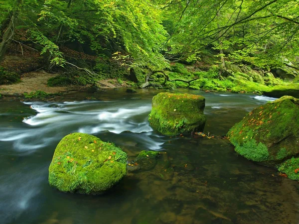 Blick auf Gebirgsbach in Sandsteinschlucht und unter grünen Ästen von Akazien, Buchen und Eichen. Der Wasserstand macht grüne Reflexe. das Ende des Sommers am Gebirgsfluss. — Stockfoto