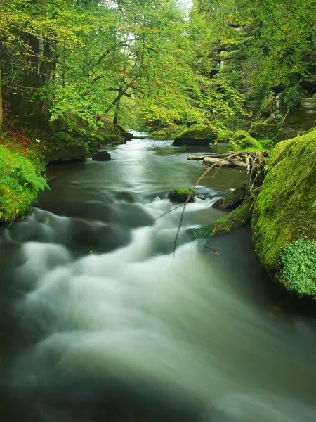 Faggi vecchi sopra acqua limpida di fiume di montagna. Grandi massi di arenaria muschiata giacevano in acqua. Le prime foglie si trasformano in colore giallo e arancione, la caduta sta iniziando . — Foto Stock