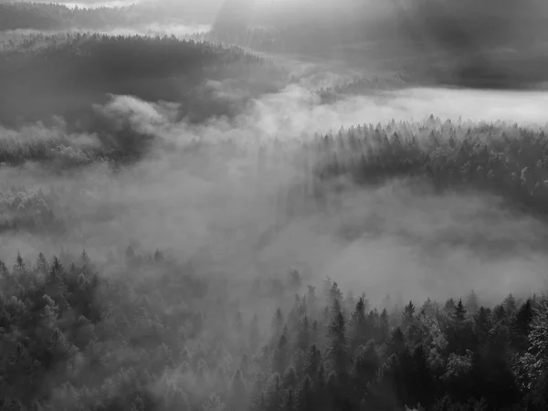 Weergave in diep mistige vallei in saxon Zwitserland. zandsteen pieken verhoogd van mistige achtergrond. zwart-wit foto. — Stockfoto