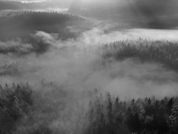 View into deep misty valley in Saxon Switzerland. Sandstone peaks increased from foggy background. Black and white picture. — Stock Photo, Image