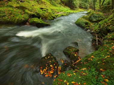 dağ dere kumtaşı gulch ve yeşil dallar acacias, beeches ve oaks için görüntüleyin. su seviyesi yeşil yansımalar yapar. Yaz sonunda dağ Nehri.