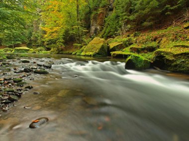 dağ dere kumtaşı gulch ve yeşil dallar acacias, beeches ve oaks için görüntüleyin. su seviyesi yeşil yansımalar yapar. Yaz sonunda dağ Nehri.
