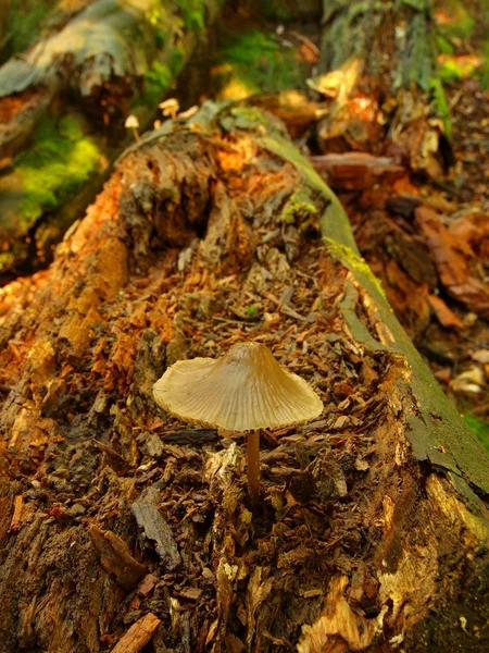 Cogumelo branco castanho fresco escondido no velho tronco podre, vista de close-up . — Fotografia de Stock