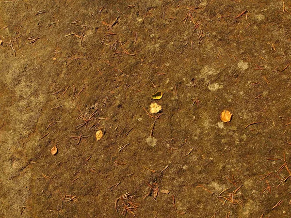 Old yellow birch leaf on dry moss. — Stock Photo, Image