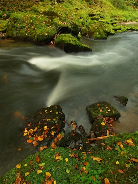 Visa att fjällbäck i sandsten gulch och under gröna grenar av acacias, Bokträd och oaks. vattennivån gör gröna reflektioner. i slutet av sommaren på berget river. — Stockfoto