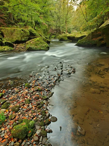 View to mountain stream in sandstone gulch and below green branches of acacias, beeches and oaks. Water level makes green reflections. The end of summer at mountain river. — Stock Photo, Image