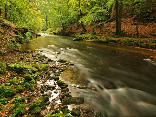 View to mountain stream in sandstone gulch and below green branches of acacias, beeches and oaks. Water level makes green reflections. The end of summer at mountain river. — Stock Photo, Image