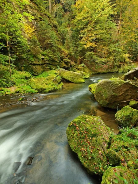 Vue sur le ruisseau de montagne dans le golfe de grès et sous les branches vertes d'acacias, de hêtres et de chênes. Le niveau d'eau fait des reflets verts. La fin de l'été à la rivière de montagne . — Photo