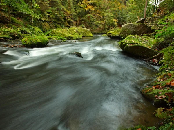 Met het oog op bergbeek in zandsteen gulch en onder groene takken van acacias, beuken en eiken. water niveau maakt groene reflecties. het einde van de zomer op de berg rivier. — Stockfoto