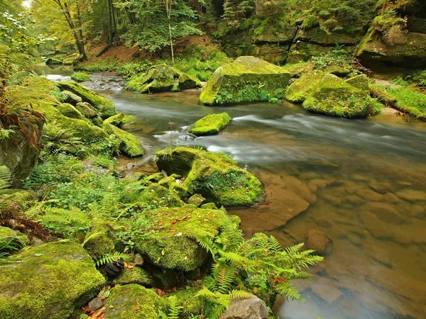 Vista al arroyo de montaña en barranco de arenisca y debajo de ramas verdes de acacias, hayas y robles. El nivel del agua hace reflejos verdes. El final del verano en el río de montaña . —  Fotos de Stock