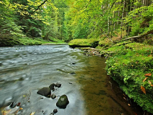 Horská řeka s nízkou úrovní vody, štěrk s první barevné listí. mechové skály a balvany v řece banky, zelené kapradí, čerstvé zelené listy na stromech. — Stock fotografie