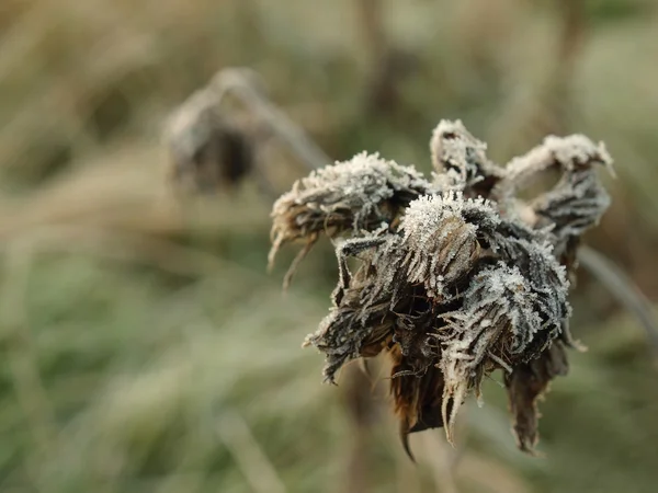 Donmuş buz donmuş otların içinde geçmiş, kapalı kuru thistle. — Stok fotoğraf