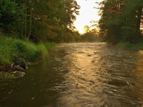 ブナのオレンジ色の枝の下の川に居ら。水のレベルが緑の反射. — ストック写真