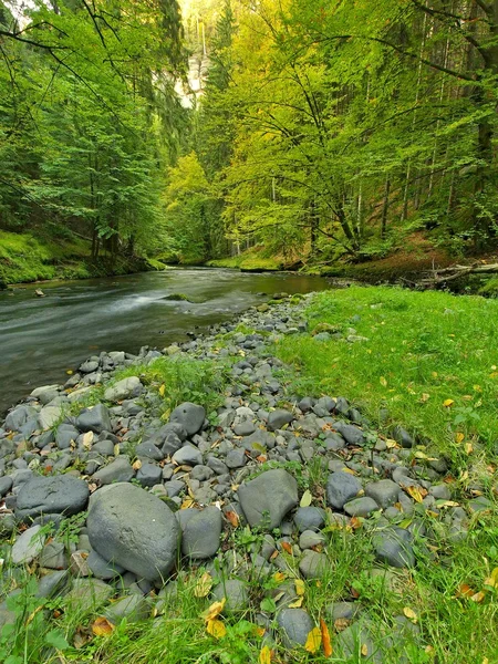 Fiume di montagna con basso livello d'acqua, ghiaia con prime foglie colorate. Rocce muschiose e massi sulla riva del fiume, felce verde, foglie verdi fresche sugli alberi . — Foto Stock