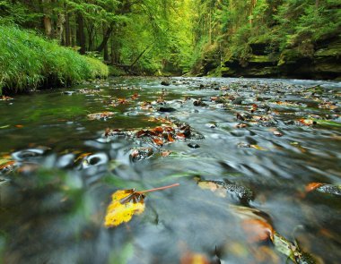 Mountain river with low level of water, gravel with first colorful leaves. Mossy rocks and boulders on river bank, green fern, fresh green leaves on trees.