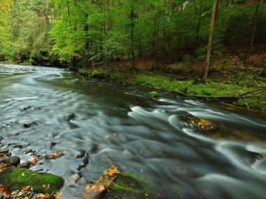 Mountain river with low level of water, gravel with first colorful leaves. Mossy rocks and boulders on river bank, green fern, fresh green leaves on trees.