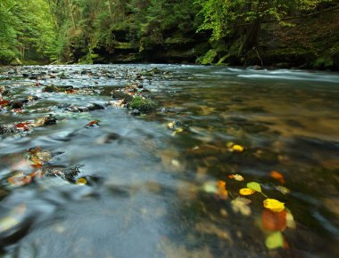 Mountain river with low level of water, gravel with first colorful leaves. Mossy rocks and boulders on river bank, green fern, fresh green leaves on trees.