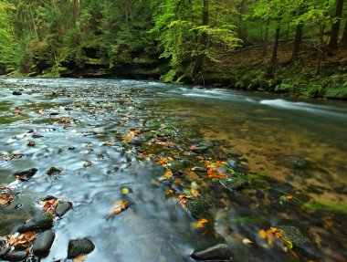 Mountain river with low level of water, gravel with first colorful leaves. Mossy rocks and boulders on river bank, green fern, fresh green leaves on trees.