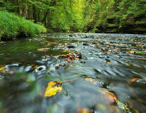 Mountain river with low level of water, gravel with first colorful leaves. Mossy rocks and boulders on river bank, green fern, fresh green leaves on trees. — Stock Photo, Image