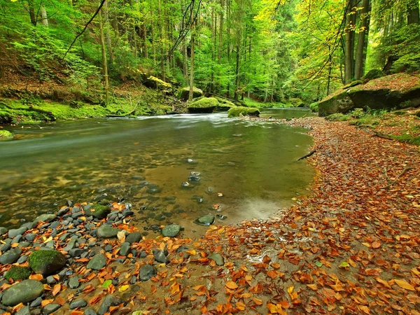 Ghiaia sulla riva del fiume di montagna coperta da foglie di faggio arancione. Foglie verdi fresche sui rami sopra l'acqua fanno riflesso verde in livello . — Foto Stock