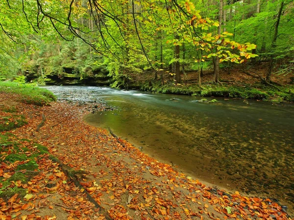 Gravel on river bank of mountain river covered by orange beech leaves. Fresh green leaves on branches above water make green reflection in level. — Stock Photo, Image