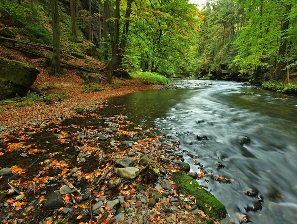 Grind op de rivier bank van berg rivier vallende oranje beuken bladeren. verse groene bladeren op takken boven water maken groene reflectie in niveau. — Stockfoto