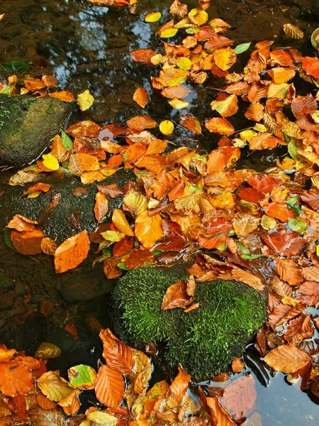 Помаранчеве листя бука у воді та на мохоподібному камені. Осінні кольори . — стокове фото