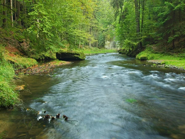 Vista para o córrego da montanha abaixo de folhas verdes de acácias, faias e carvalhos. O nível da água faz reflexos verdes. O fim do verão no rio de montanha . — Fotografia de Stock