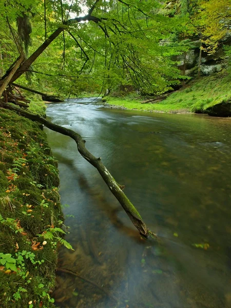 Broken trunk of aspen tree fall in mountain river. Green and yellow maple tree on trunk, clear water running below fallen tree — Stock Photo, Image