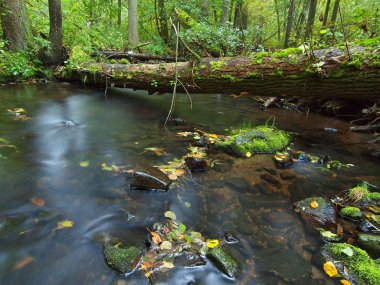 dağ nehir su düşük seviyede ile renkli kayın, aspen ve akçaağaç yaprakları ile çakıl. taze yeşil yosunlu taşlar ve kayalar nehir kıyısı yağmurlu bir gün sonra.