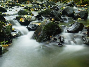 dağ nehir su düşük seviyede ile renkli kayın, aspen ve akçaağaç yaprakları ile çakıl. taze yeşil yosunlu taşlar ve kayalar nehir kıyısı yağmurlu bir gün sonra.