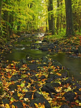 dağ nehir su düşük seviyede ile renkli kayın, aspen ve akçaağaç yaprakları ile çakıl. taze yeşil yosunlu taşlar ve kayalar nehir kıyısı yağmurlu bir gün sonra.