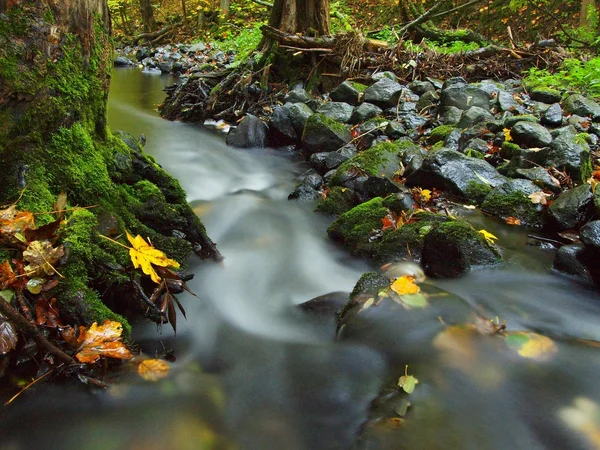 Fiume di montagna con basso livello d'acqua, ghiaia con faggio colorato, pioppo tremulo e foglie d'acero. Pietre muschiose verdi fresche e massi sulla riva del fiume dopo la giornata di pioggia . — Foto Stock