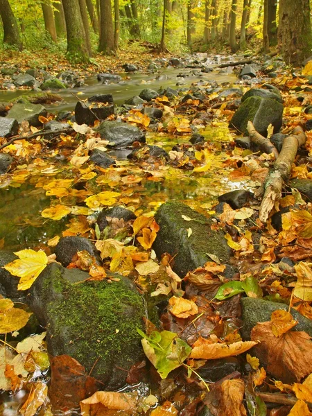 Mountain river with low level of water, gravel with colorful beech, aspen and maple leaves. Fresh green mossy stones and boulders on river bank after rainy day. — Stock Photo, Image