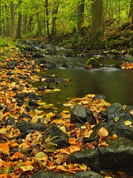 Río de montaña con bajo nivel de agua, grava con coloridas hojas de haya, álamo y arce. Piedras musgosas verdes frescas y cantos rodados en la orilla del río después del día lluvioso . —  Fotos de Stock