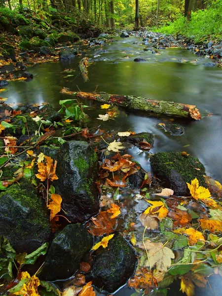 Mountain river with low level of water, gravel with colorful beech, aspen and maple leaves. Fresh green mossy stones and boulders on river bank after rainy day.