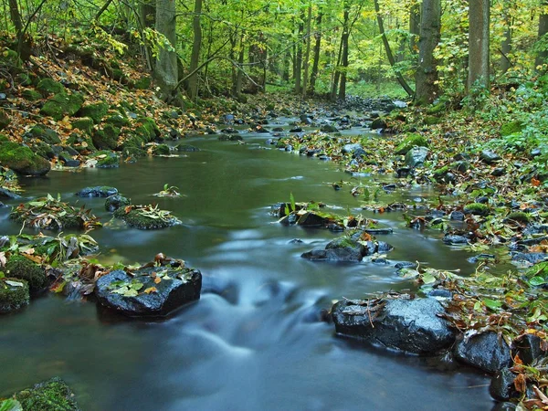 Río de montaña con bajo nivel de agua, grava con coloridas hojas de haya, álamo y arce. Piedras musgosas verdes frescas y cantos rodados en la orilla del río después del día lluvioso . — Foto de Stock
