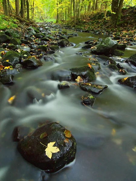 Río de montaña con bajo nivel de agua, grava con coloridas hojas de haya, álamo y arce. Piedras musgosas verdes frescas y cantos rodados en la orilla del río después del día lluvioso . —  Fotos de Stock