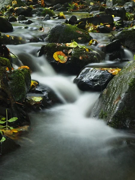 Gebirgsfluss mit niedrigem Wasserstand, Kies mit bunten Buchen-, Espen- und Ahornblättern. frische grüne bemooste Steine und Felsbrocken am Flussufer nach einem regnerischen Tag. — Stockfoto