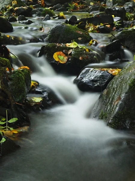 山地河川水の低レベルのカラフルなブナ、アスペンおよびかえでの葉と砂利します。新鮮な緑の苔石と雨の日の後川の土手に岩. — ストック写真