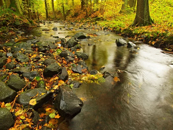 Mountain river with low level of water, gravel with colorful beech, aspen and maple leaves. Fresh green mossy stones and boulders on river bank after rainy day. — Stock Photo, Image