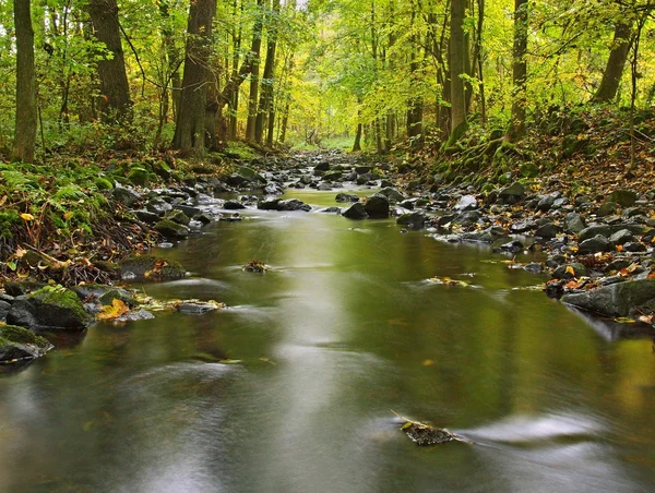 Río de montaña con bajo nivel de agua, grava con coloridas hojas de haya, álamo y arce. Piedras musgosas verdes frescas y cantos rodados en la orilla del río después del día lluvioso . — Foto de Stock