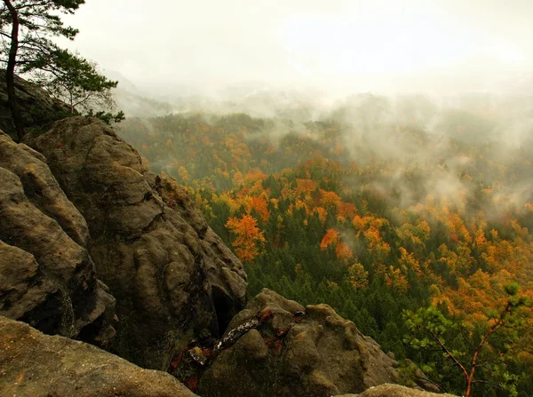 Evening beginning of rain in rocks of Bohemian Switzerland. Colorful tree peaks increased from foggy background, the fog is orange due to sun and high humidity. — Stock Photo, Image